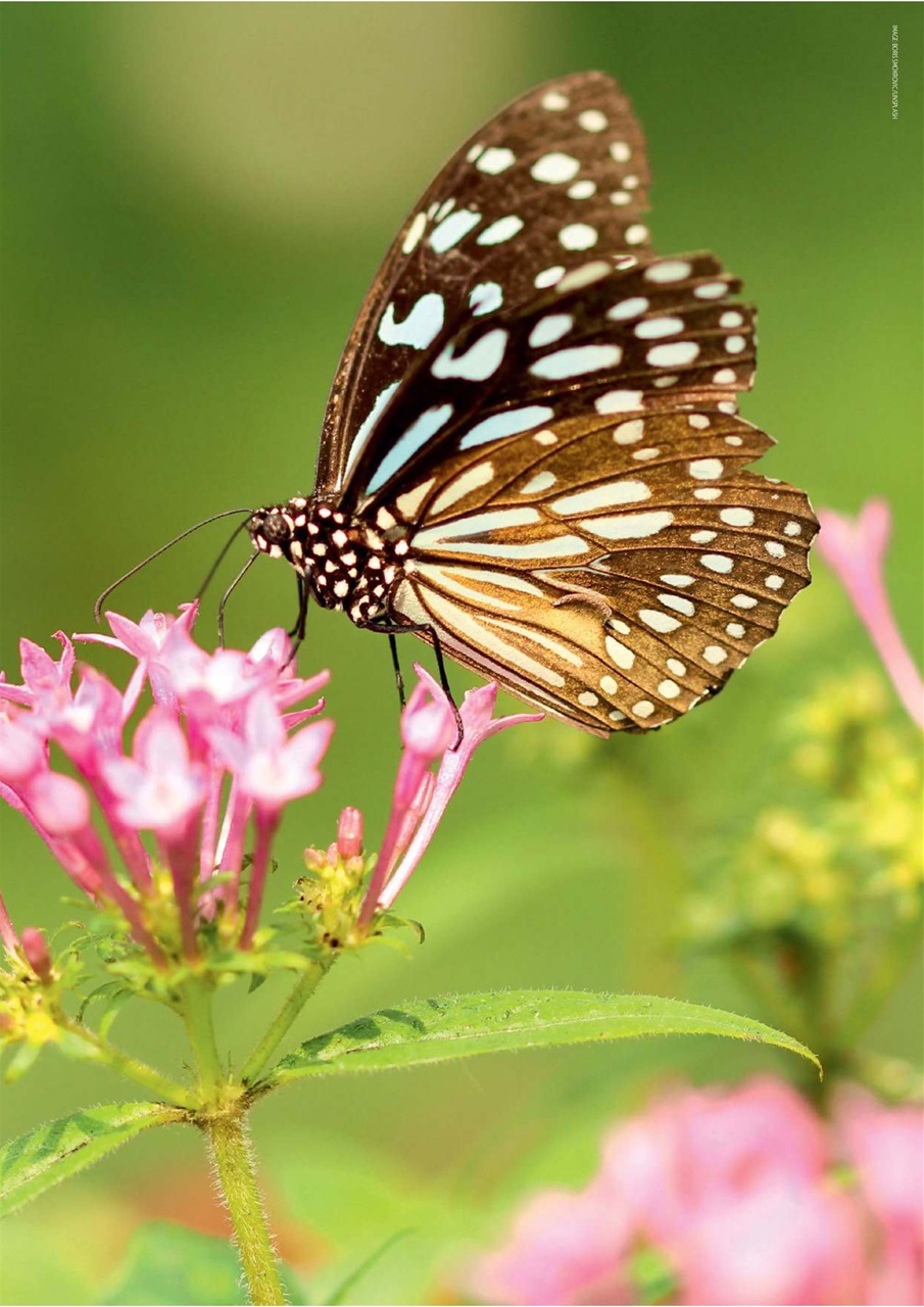 Digital SLR Photography Preview Pages