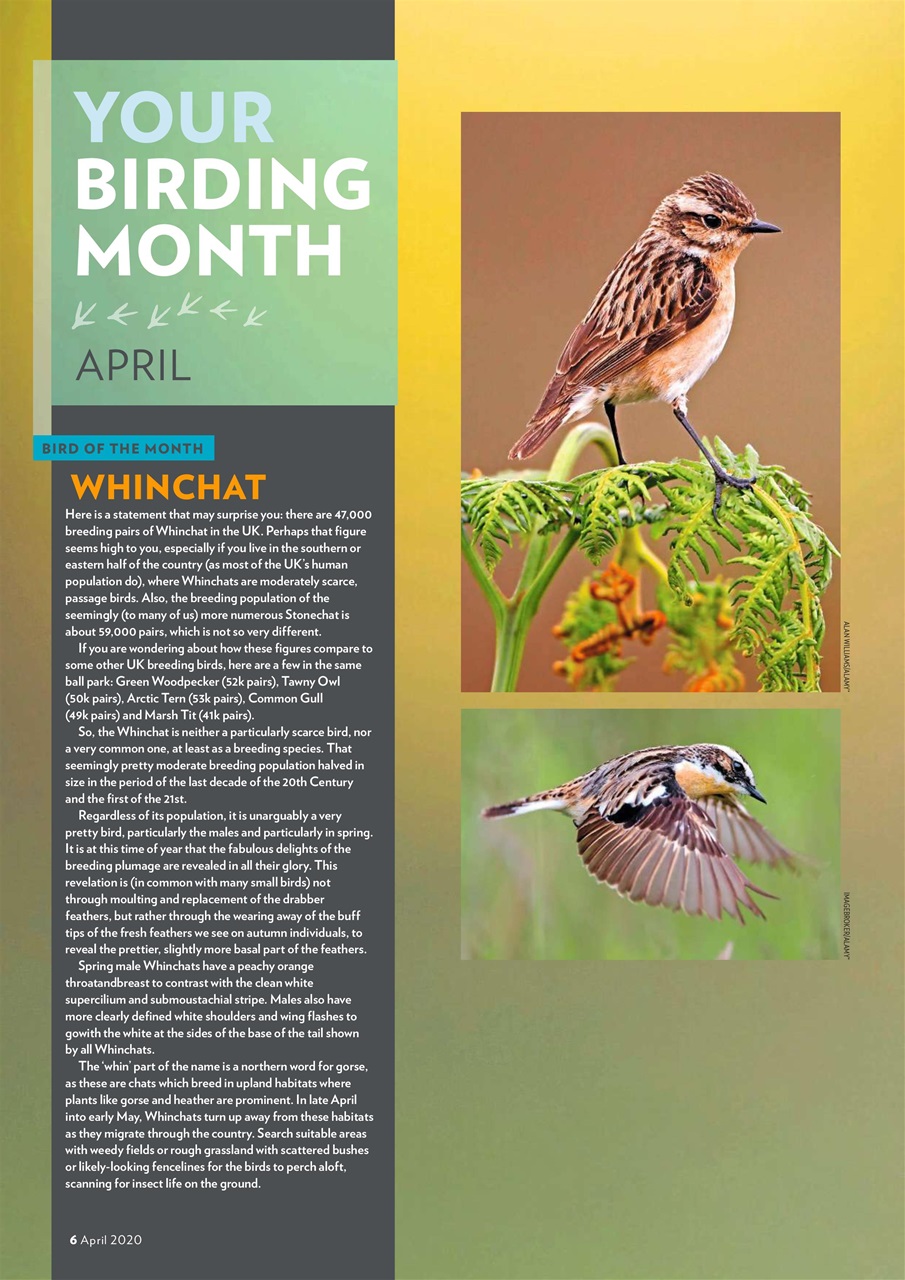 Bird Watching Preview Pages