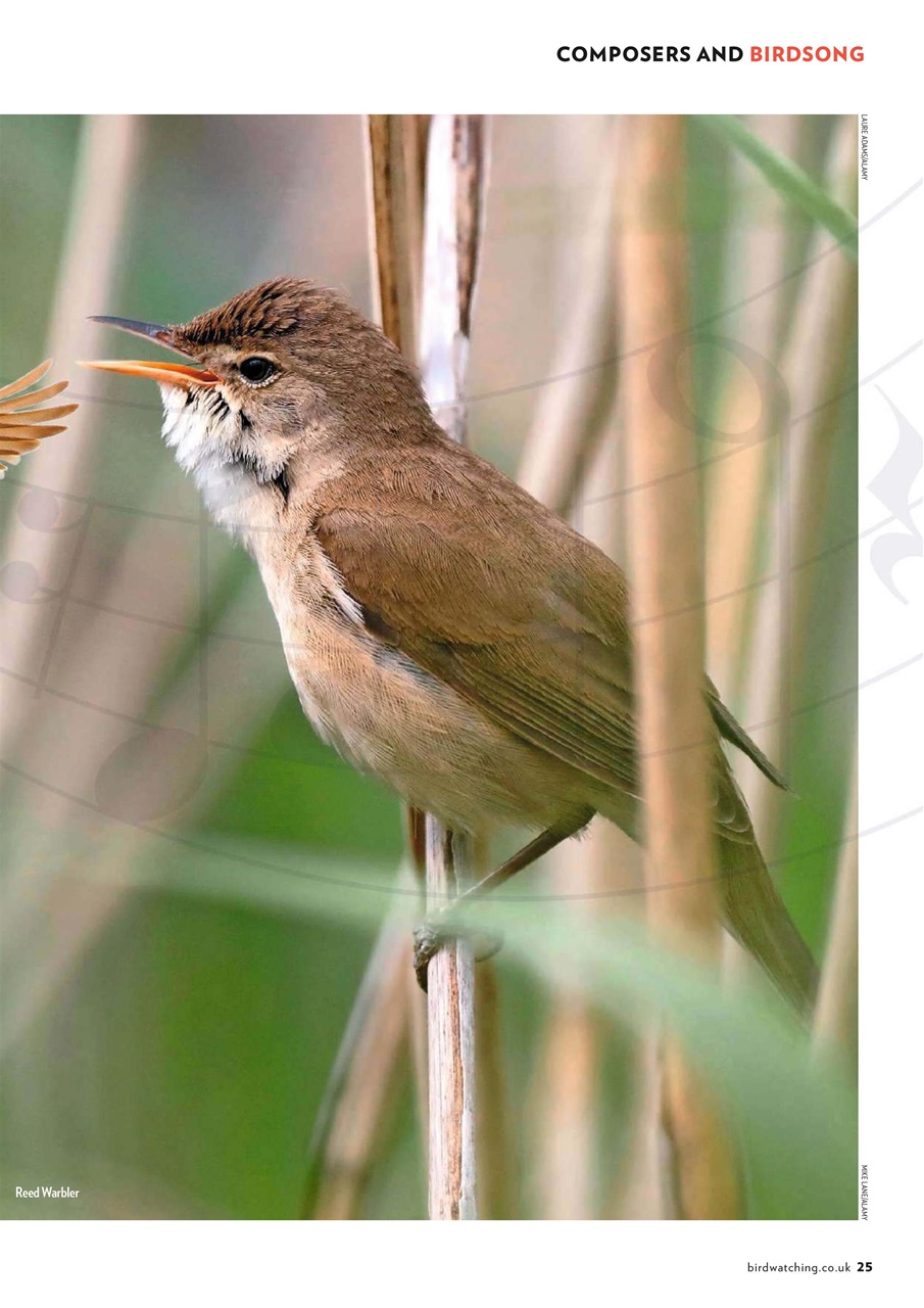 Bird Watching Preview Pages