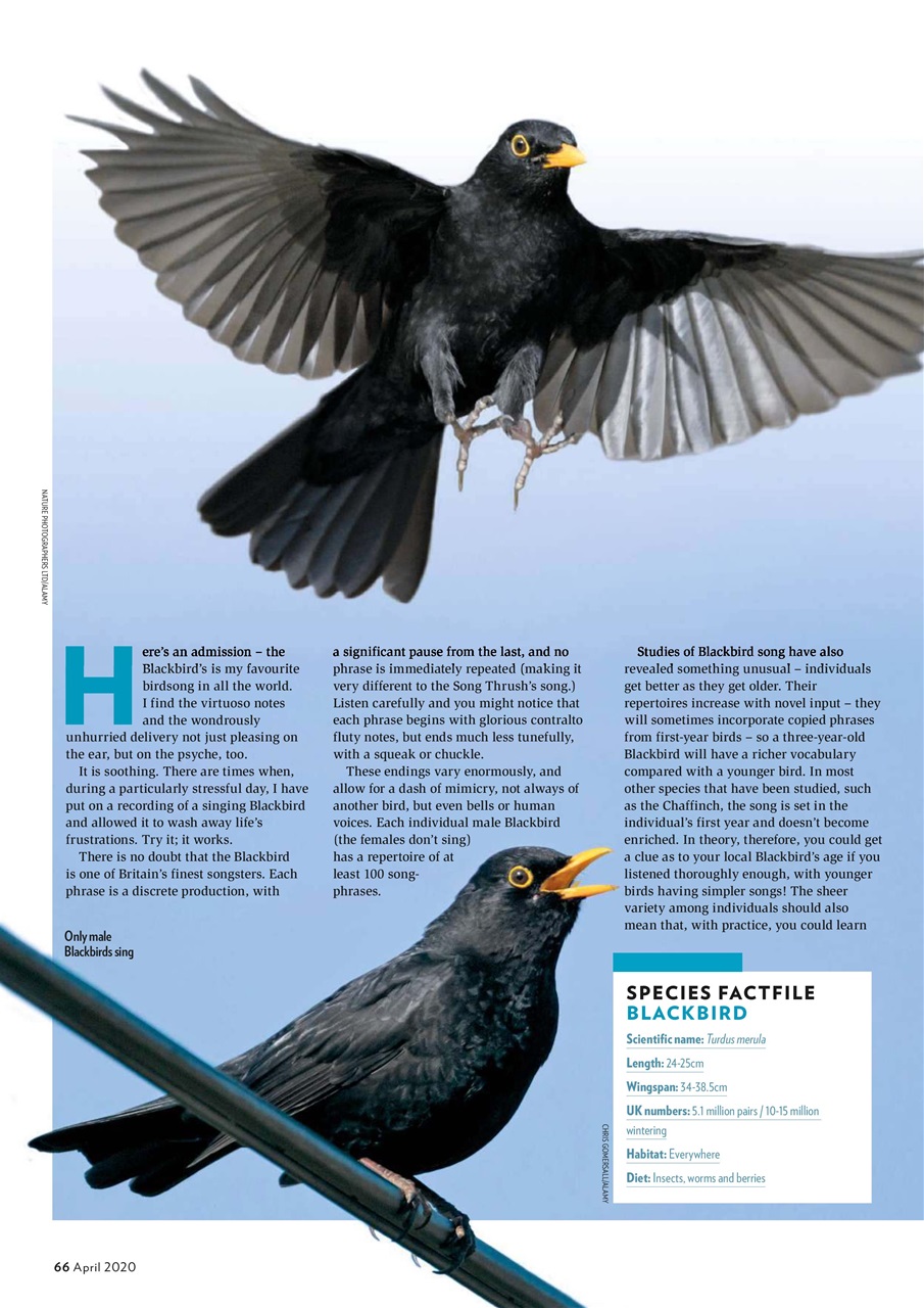 Bird Watching Preview Pages