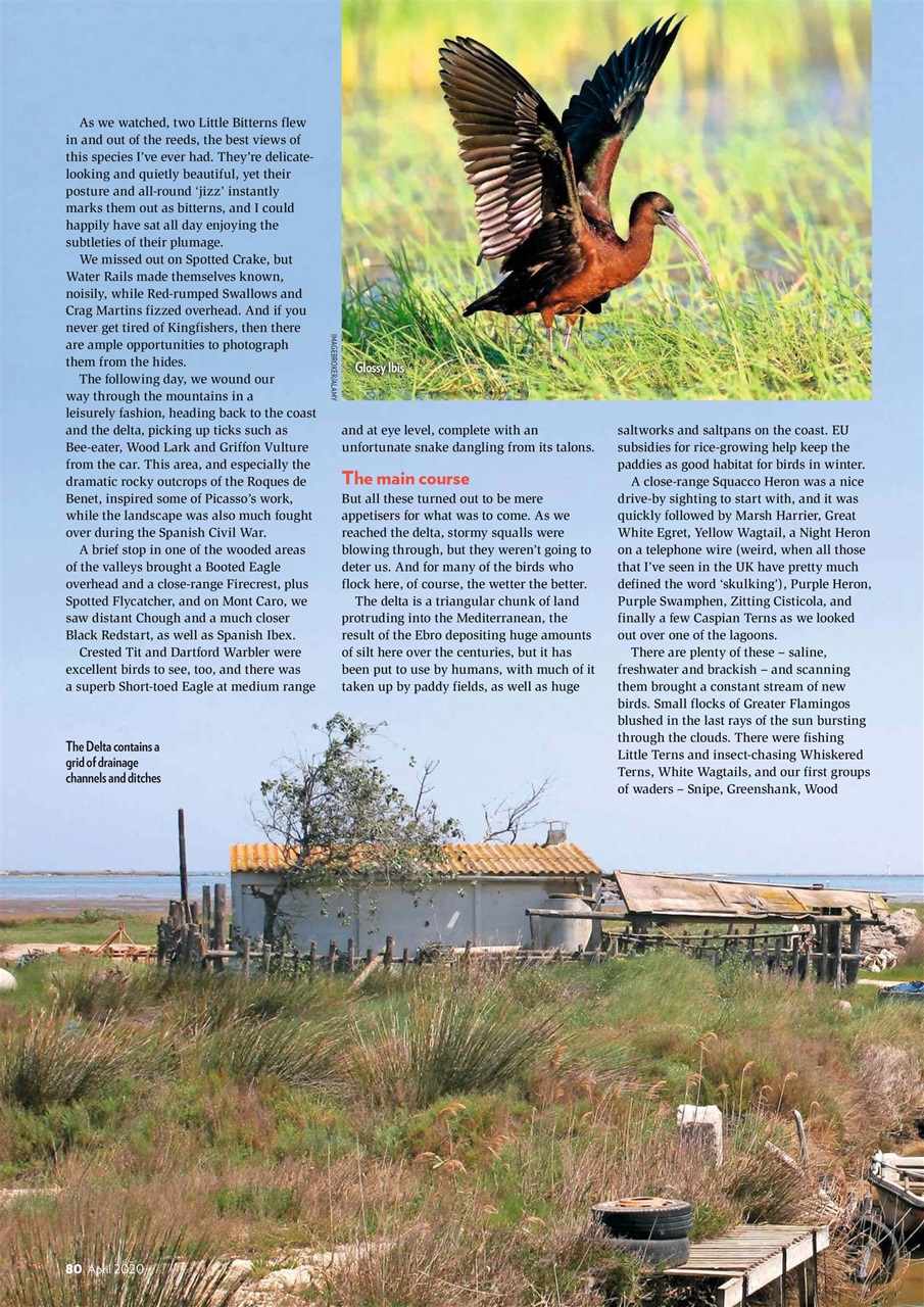 Bird Watching Preview Pages