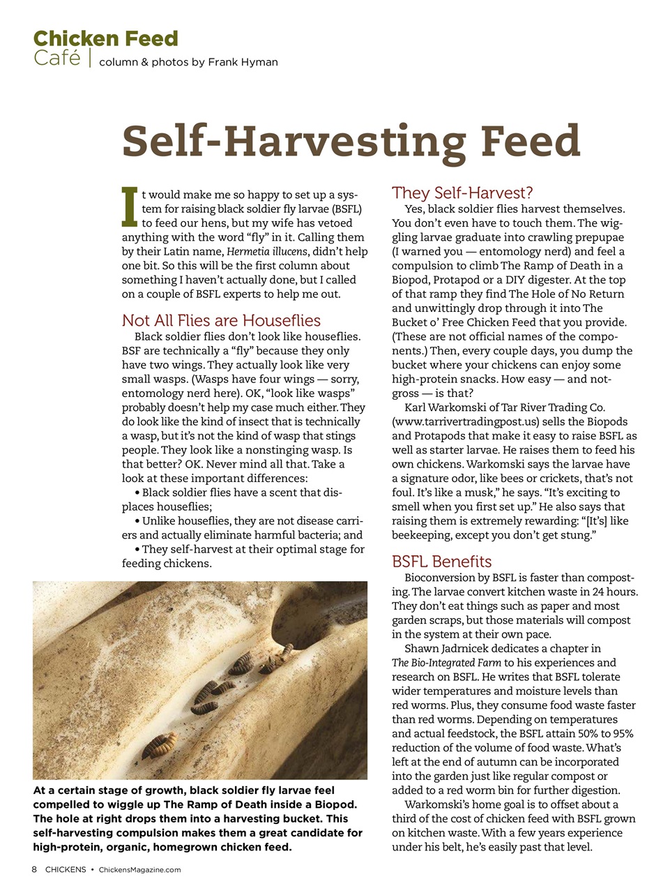 Chickens Magazine Preview Pages