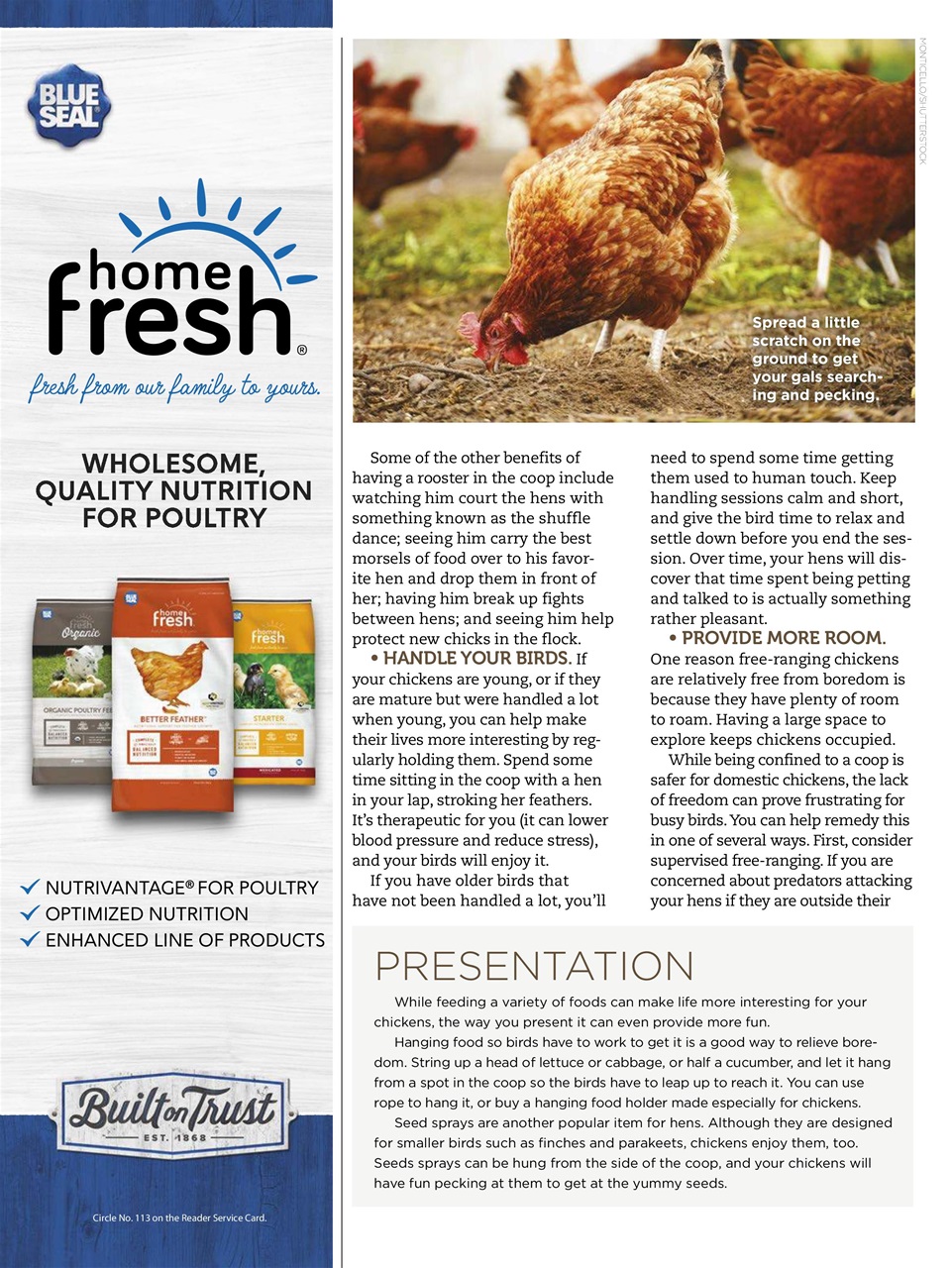 Chickens Magazine Preview Pages