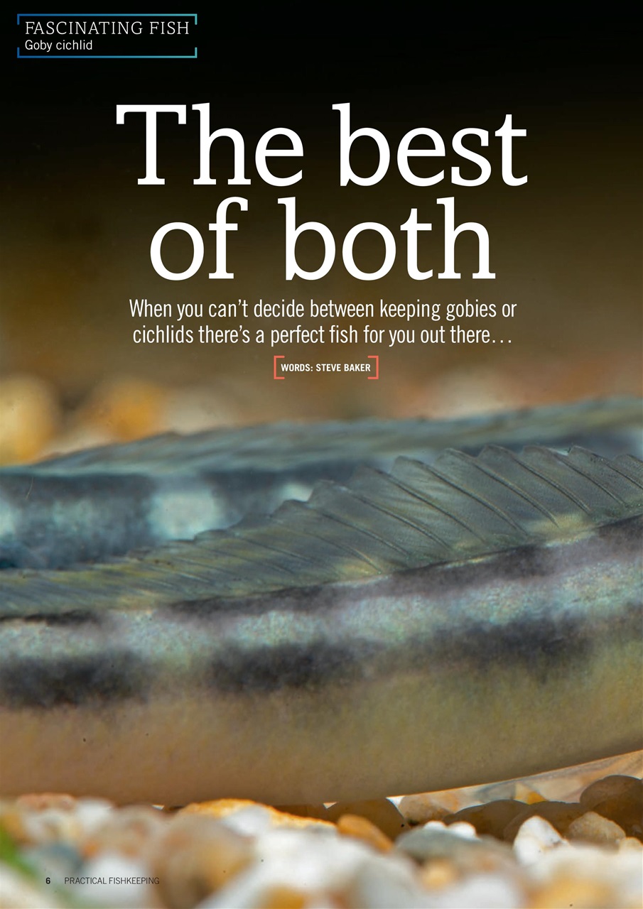 Practical Fishkeeping Preview Pages