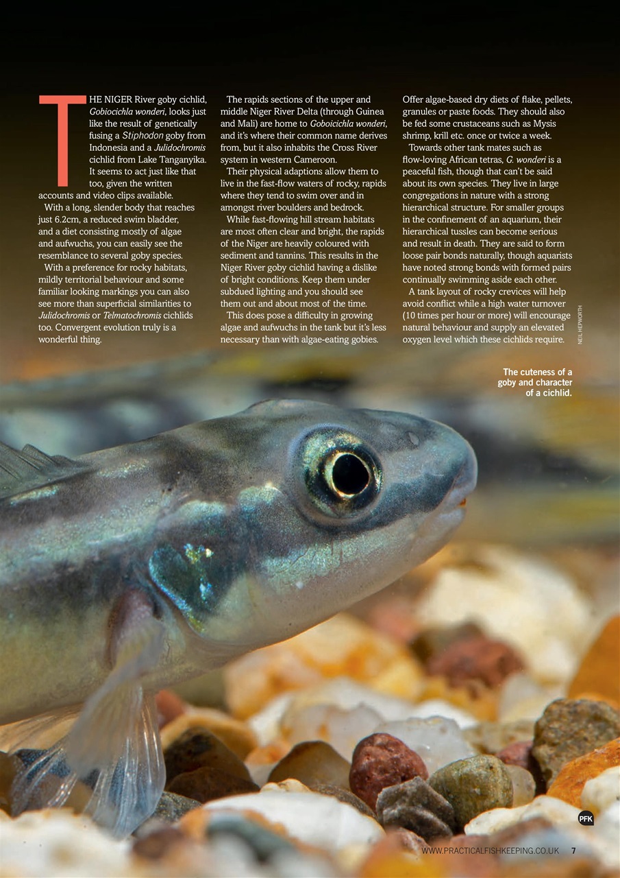 Practical Fishkeeping Preview Pages