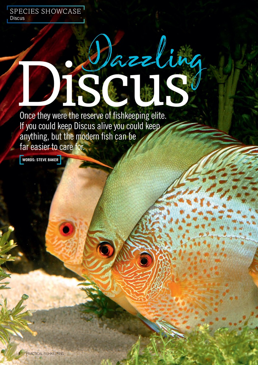 Practical Fishkeeping Preview Pages