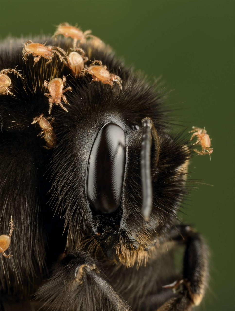 BBC Science Focus Magazine Preview Pages