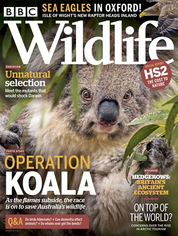 BBC Wildlife Magazine issue April 2020