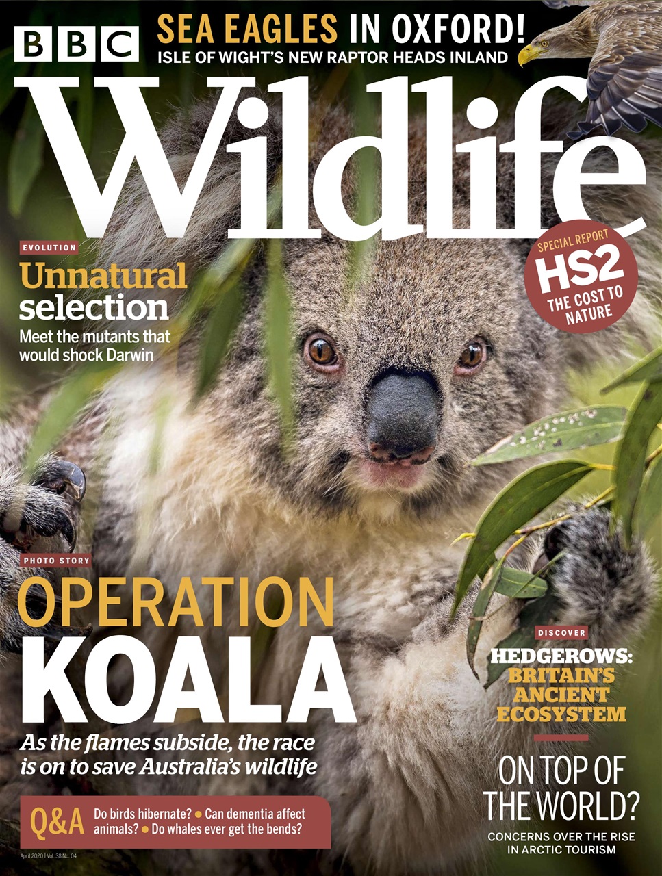BBC Wildlife Magazine Preview Pages