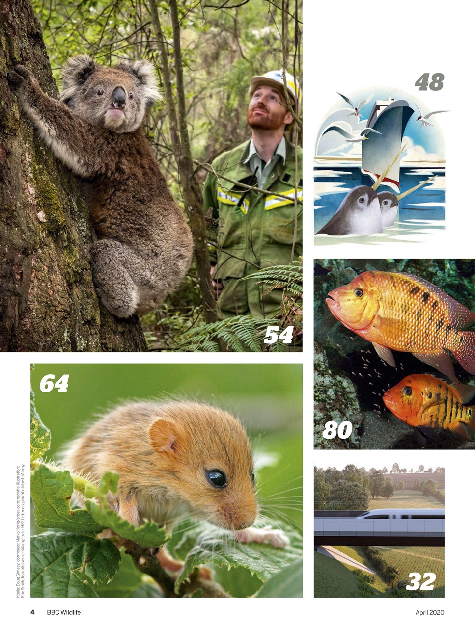 BBC Wildlife Magazine Preview Pages