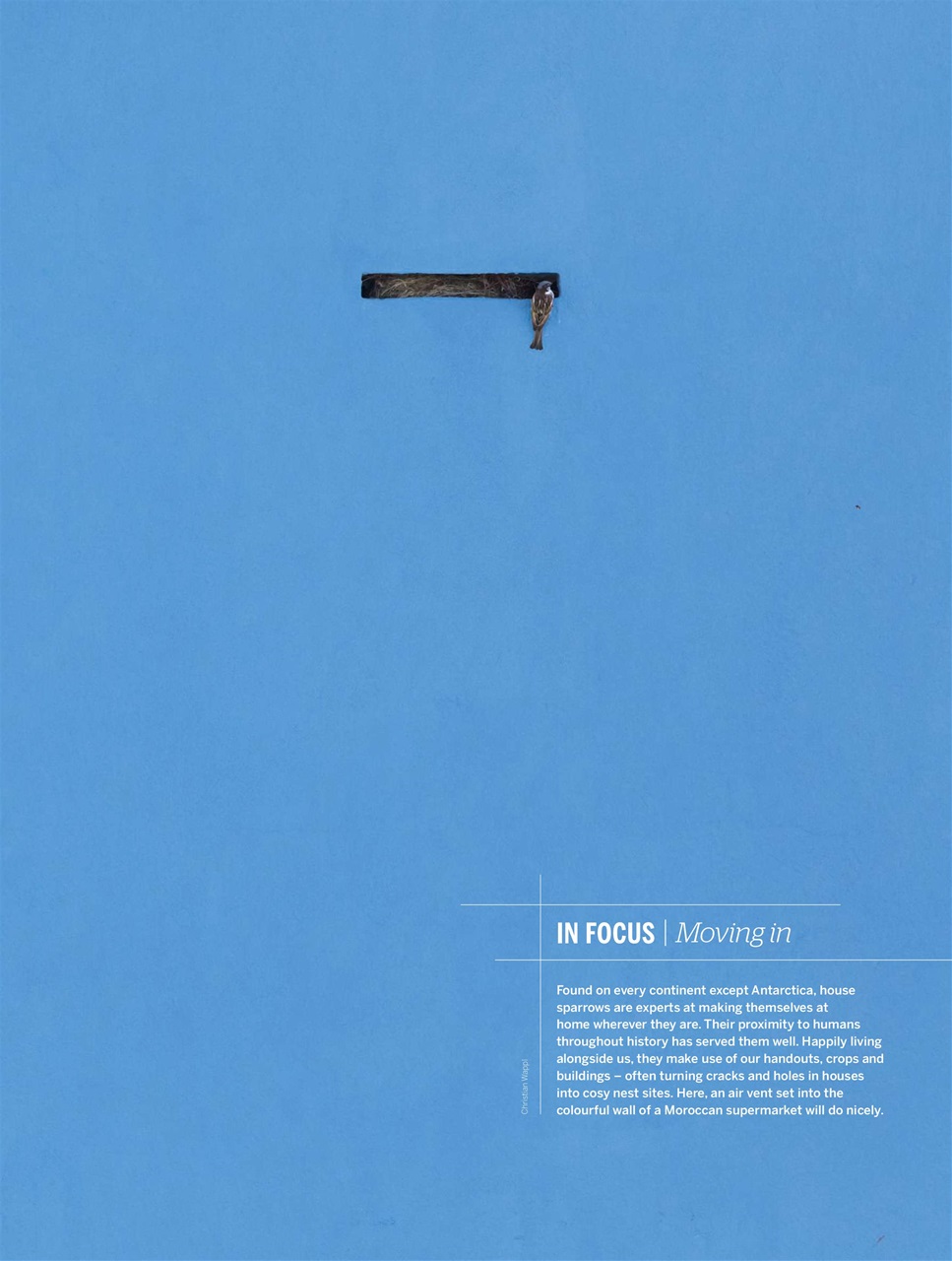 BBC Wildlife Magazine Preview Pages