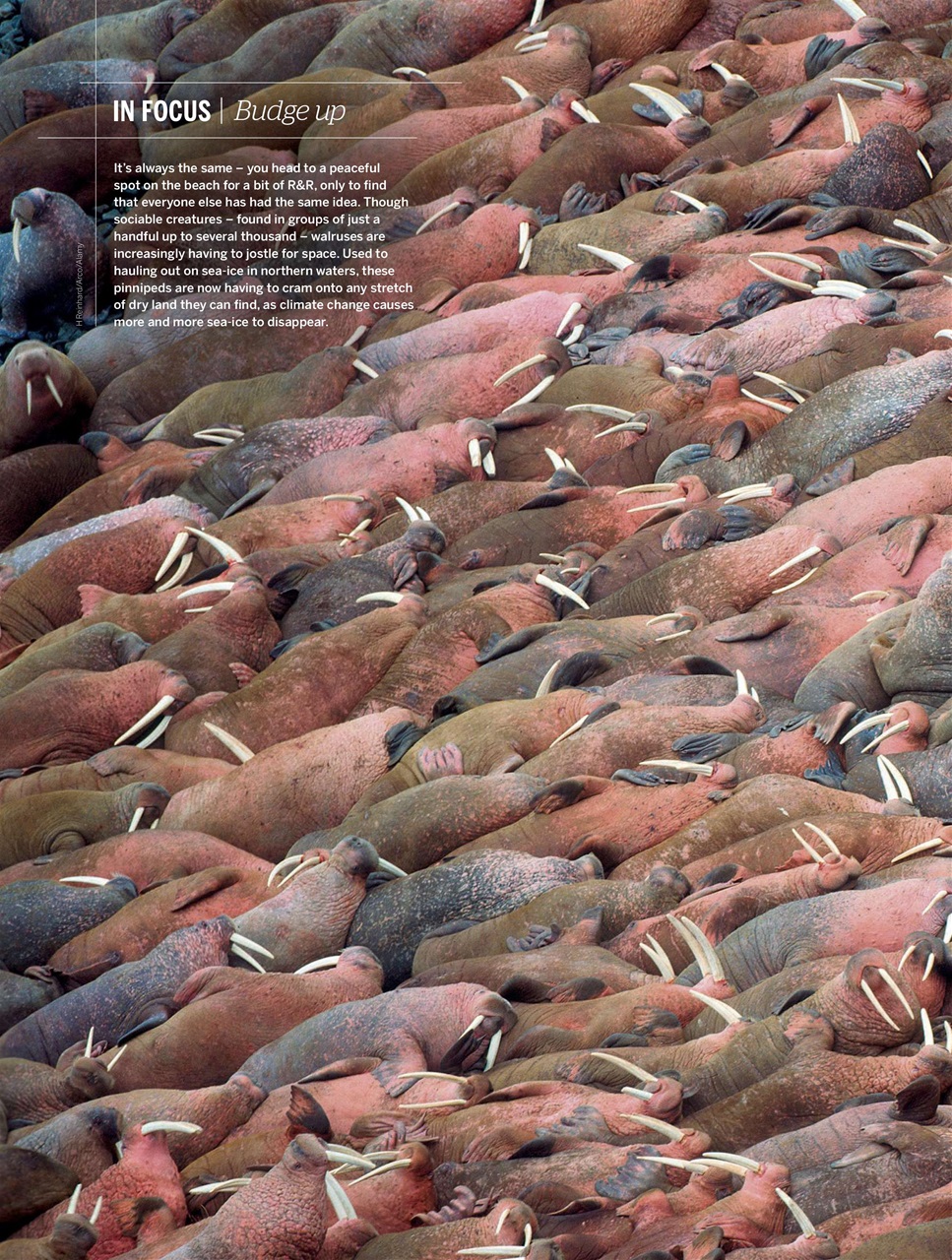 BBC Wildlife Magazine Preview Pages