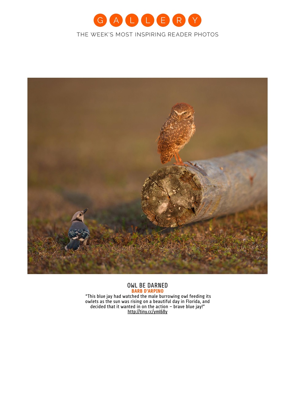 Photography Week Preview Pages