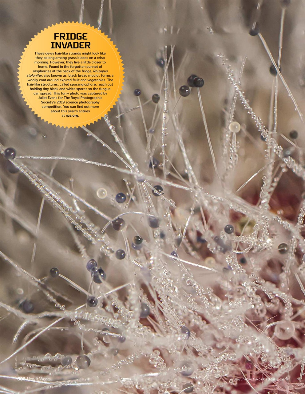 How It Works Preview Pages