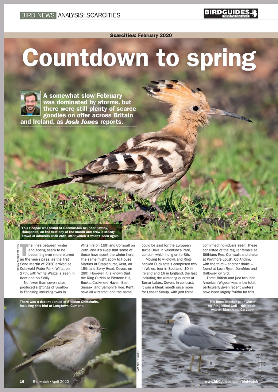 Birdwatch Magazine Preview Pages