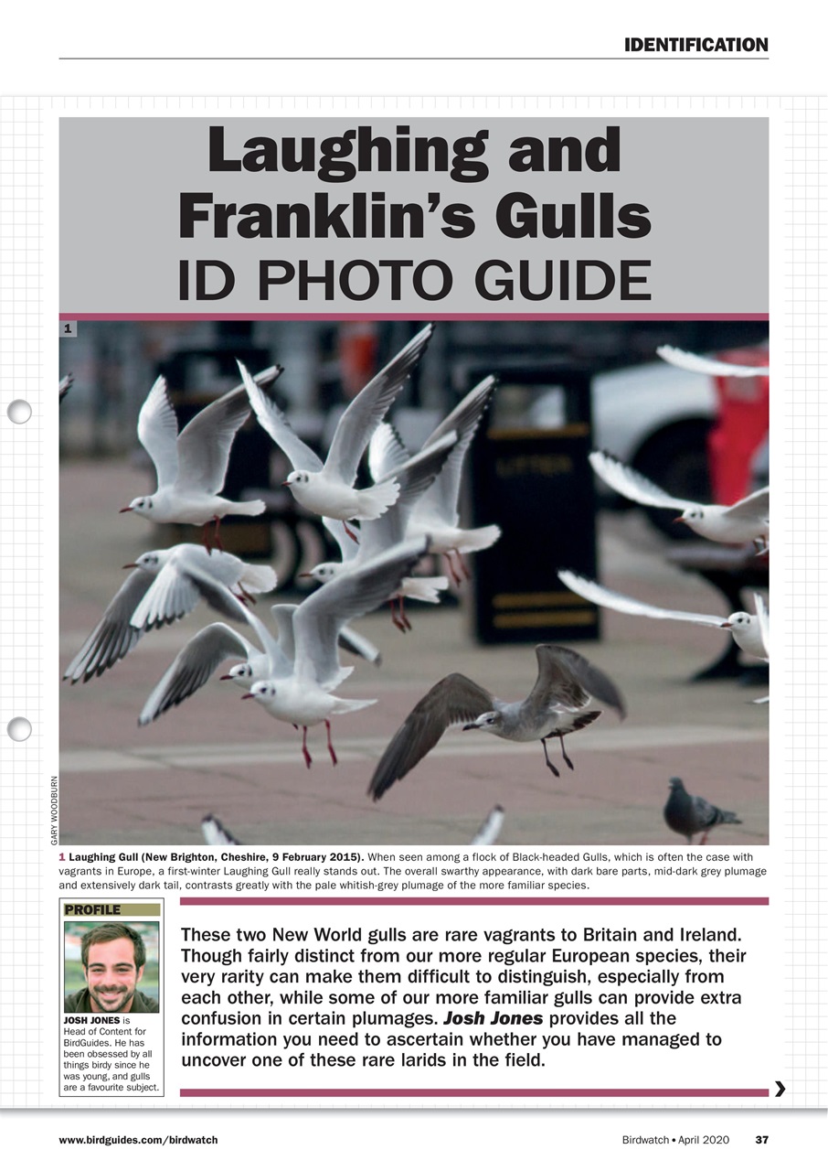 Birdwatch Magazine Preview Pages