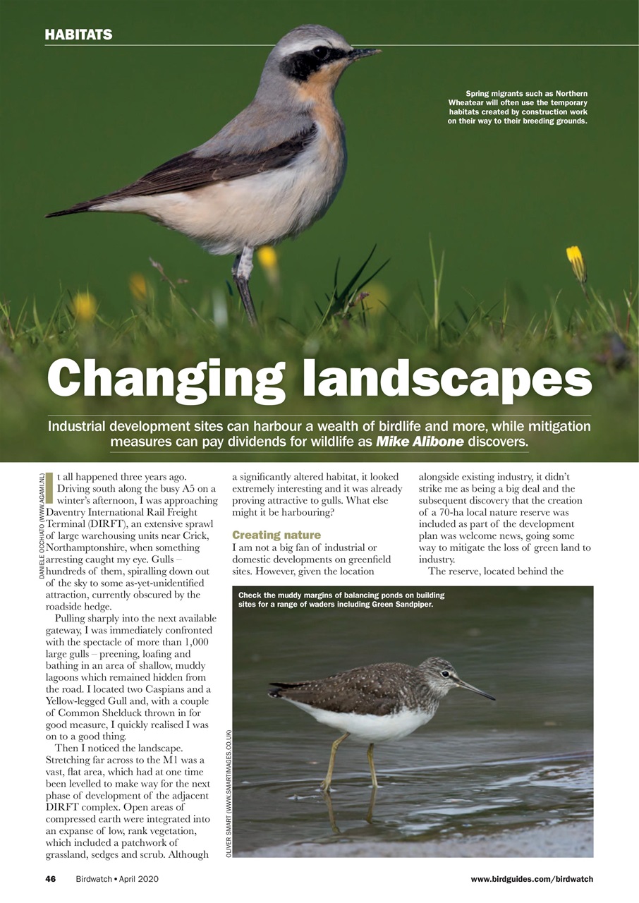 Birdwatch Magazine Preview Pages