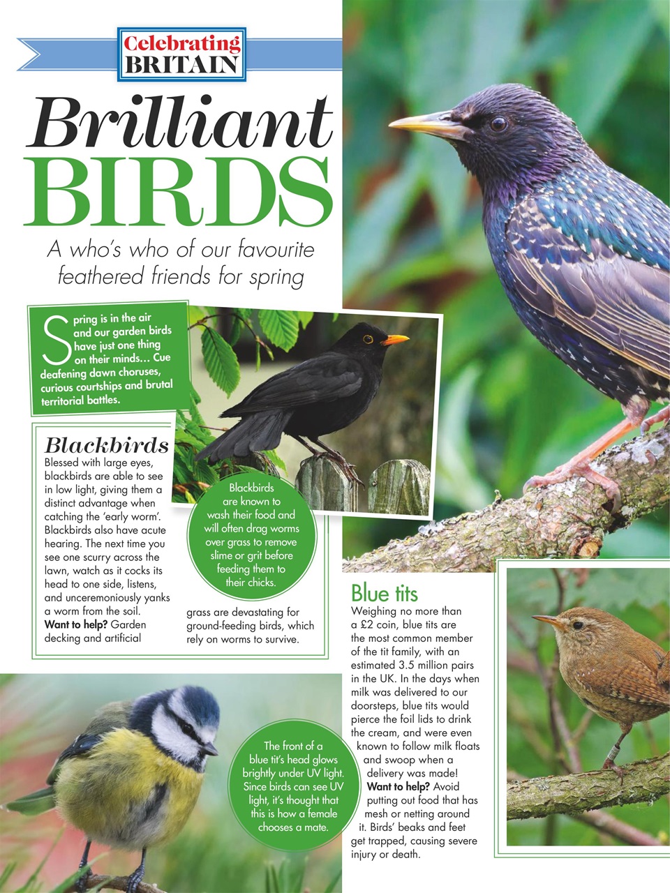 Woman's Weekly Preview Pages