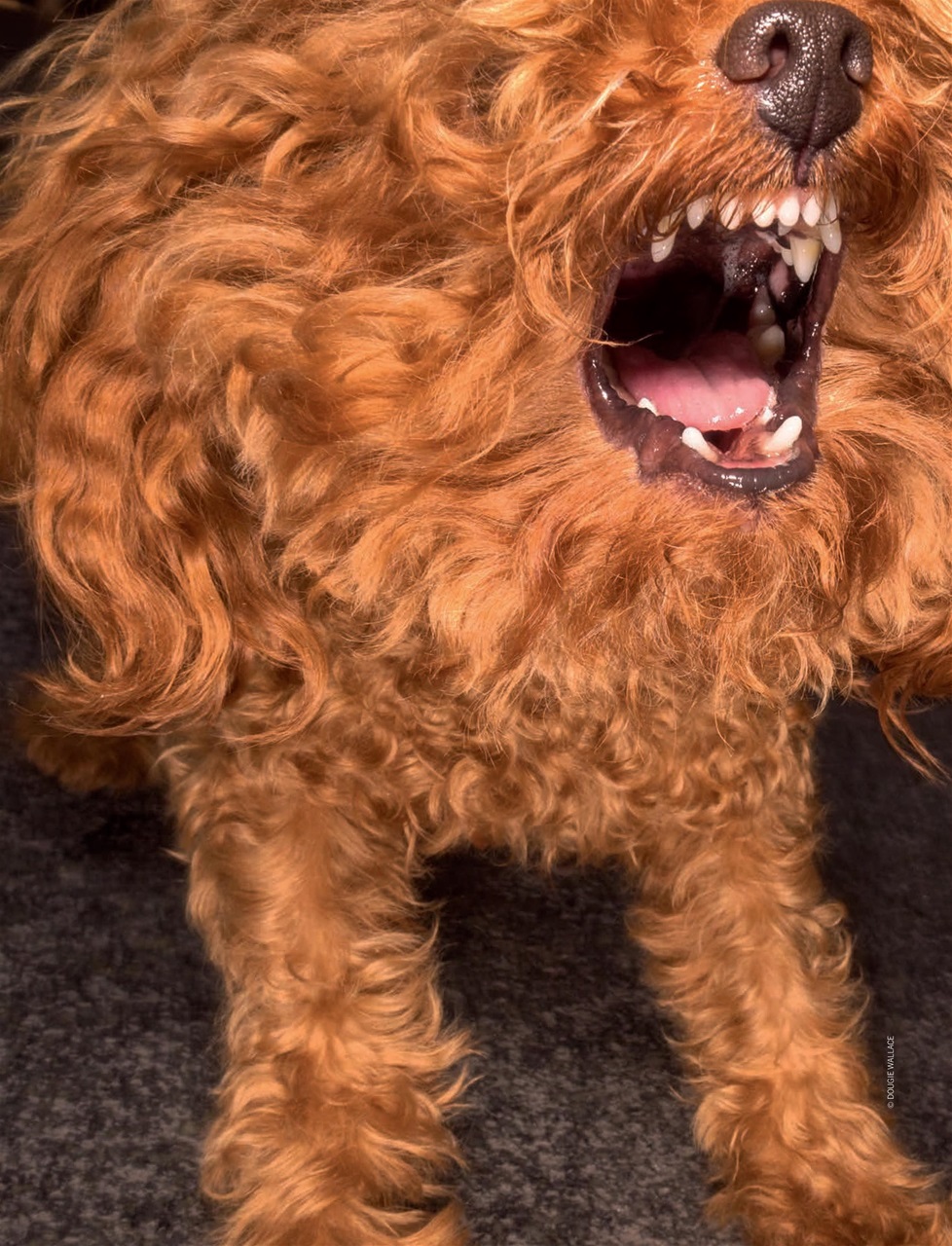 Prospect Magazine Preview Pages