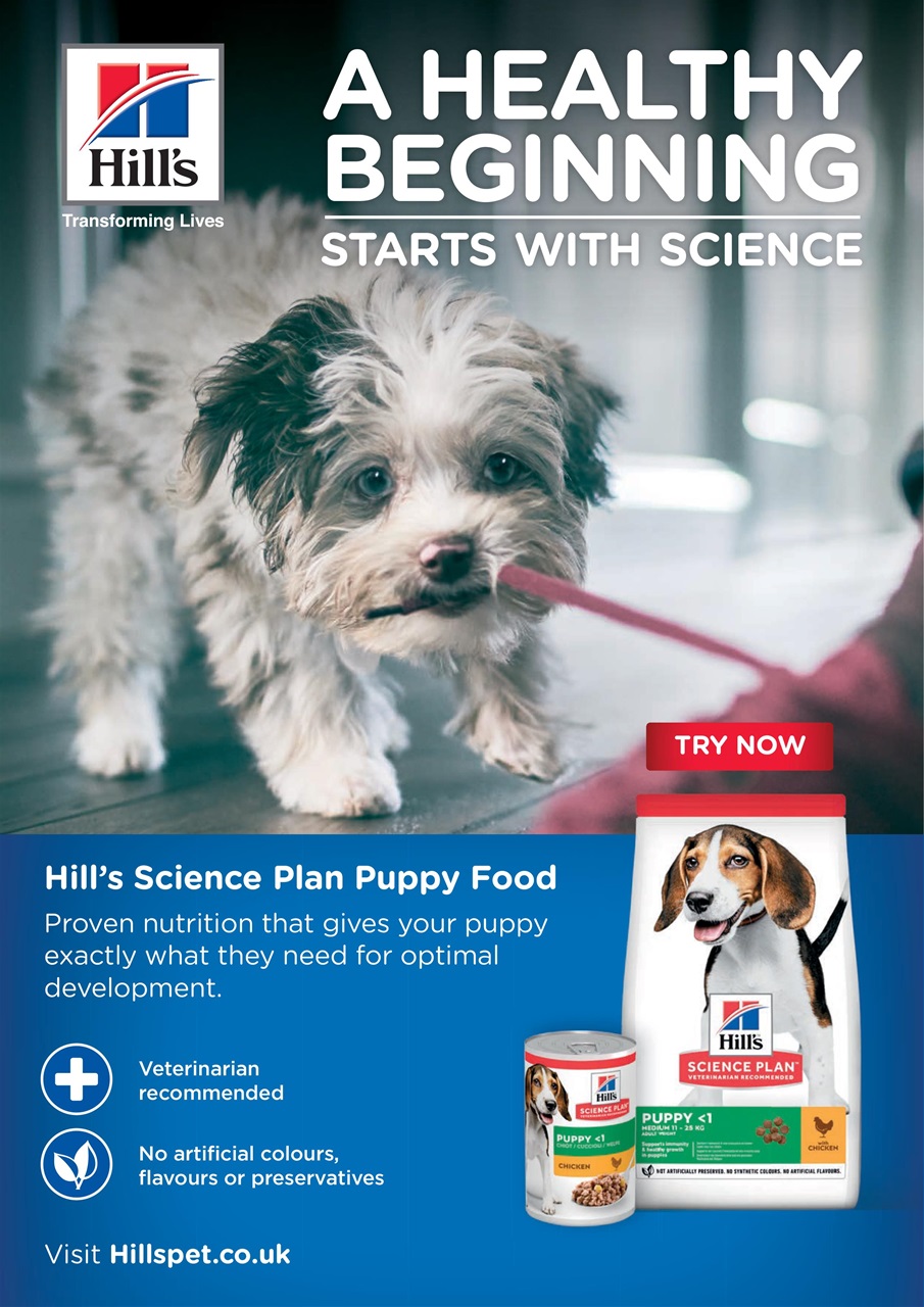 Your Dog Preview Pages
