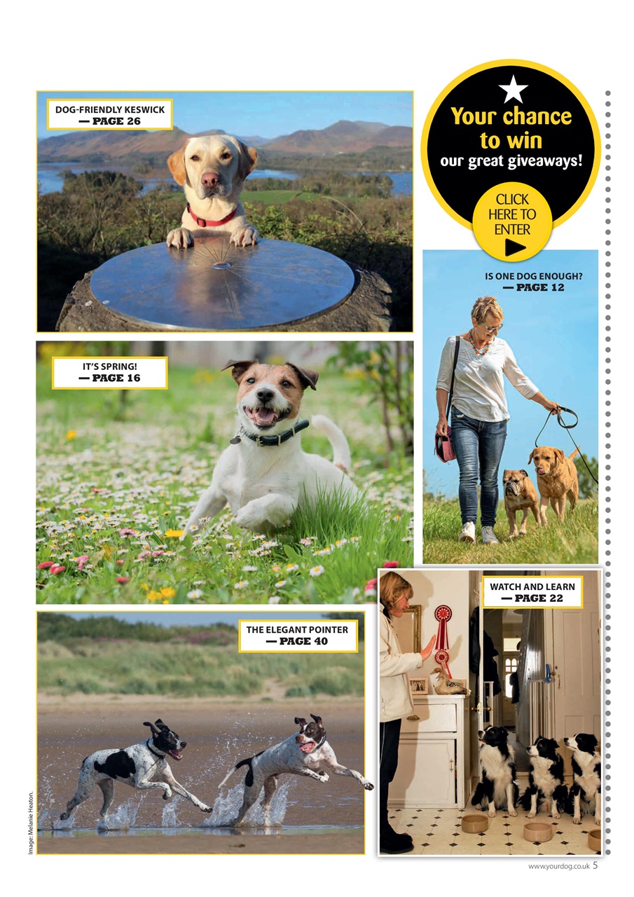 Your Dog Preview Pages
