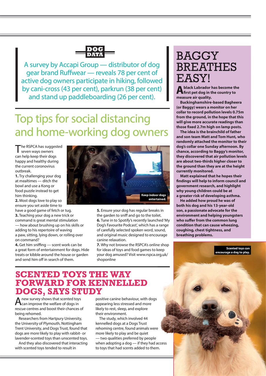 Your Dog Preview Pages