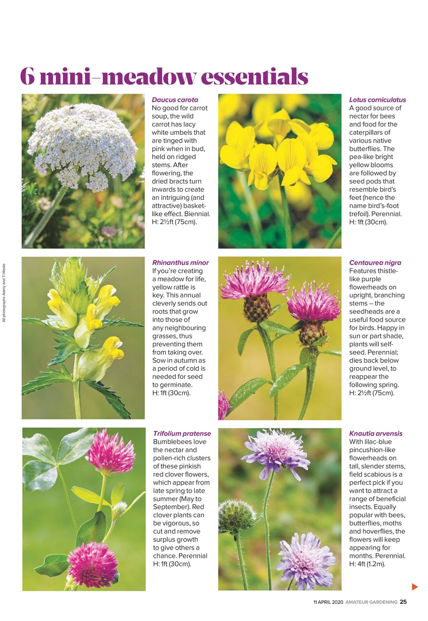 Amateur Gardening Preview Pages