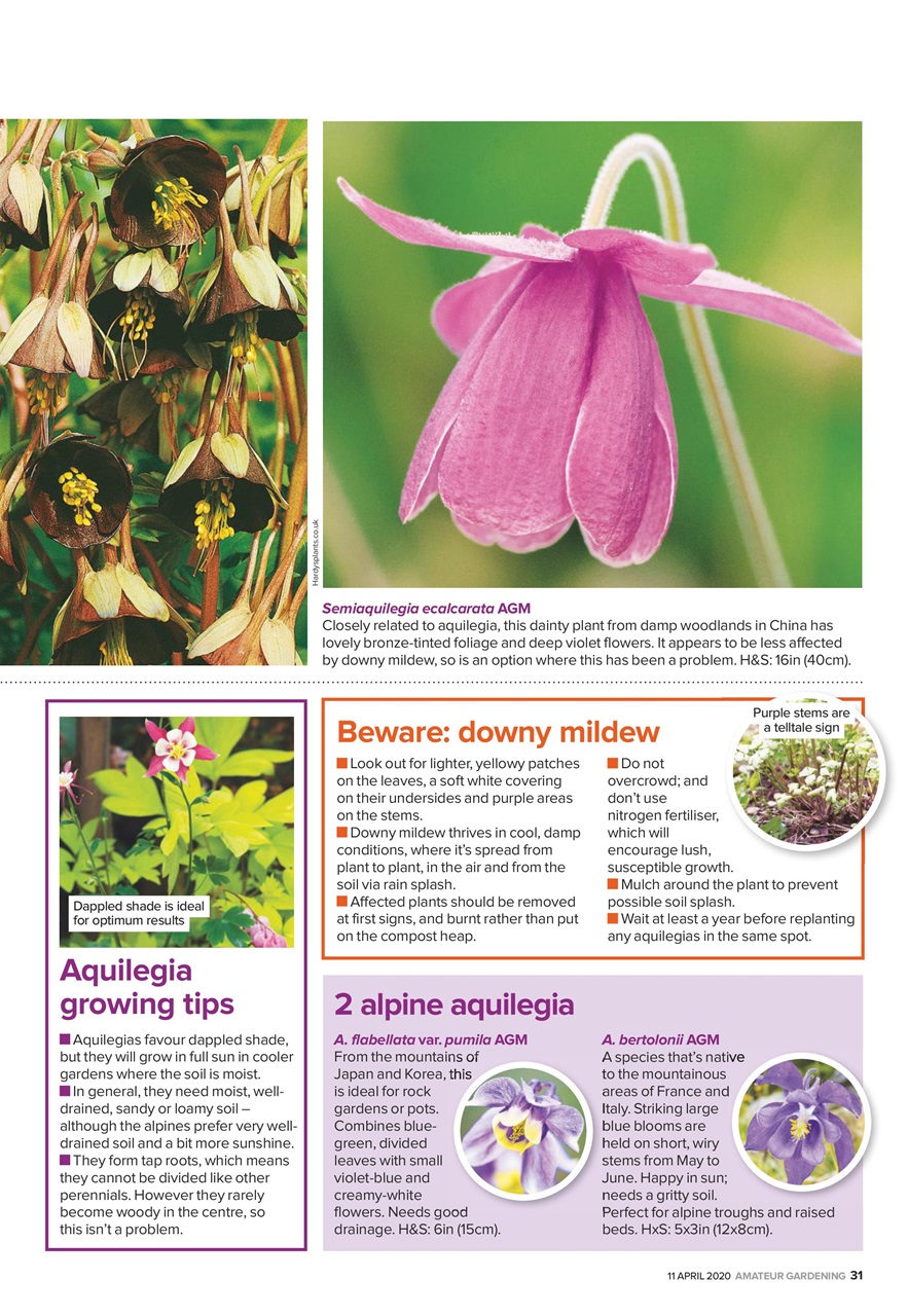 Amateur Gardening Preview Pages