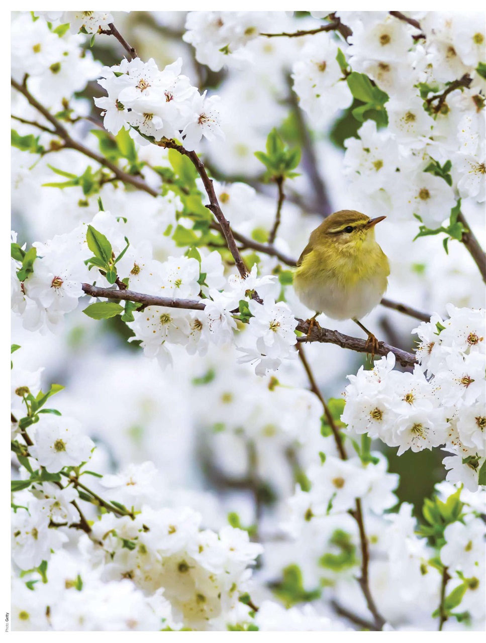BBC Countryfile Magazine Preview Pages