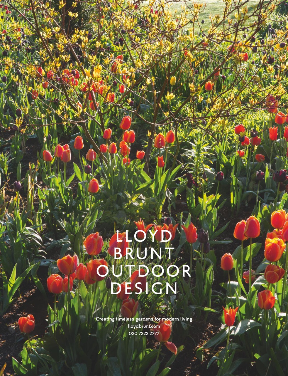 Country Life Preview Pages