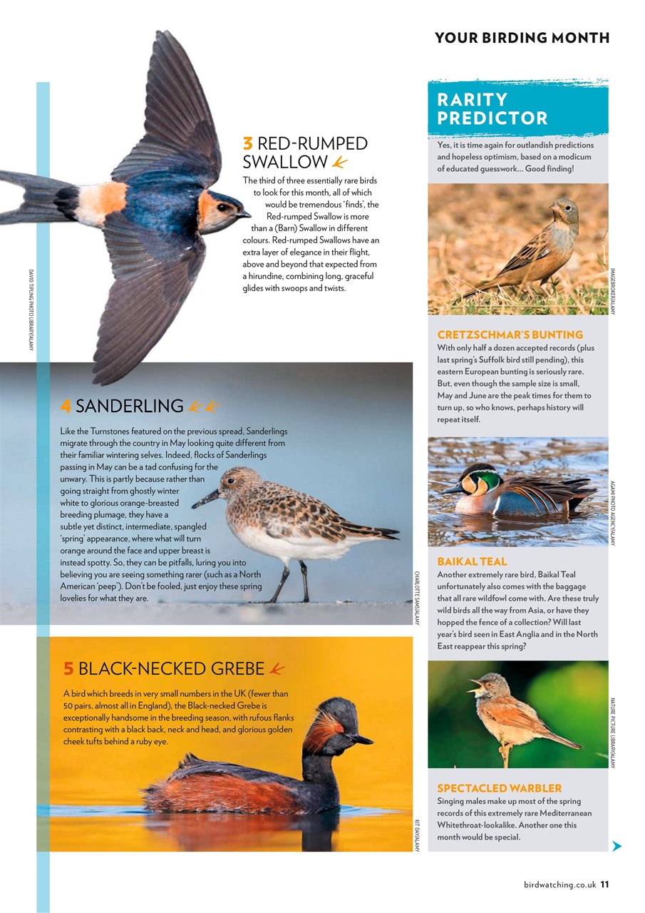 Bird Watching Preview Pages