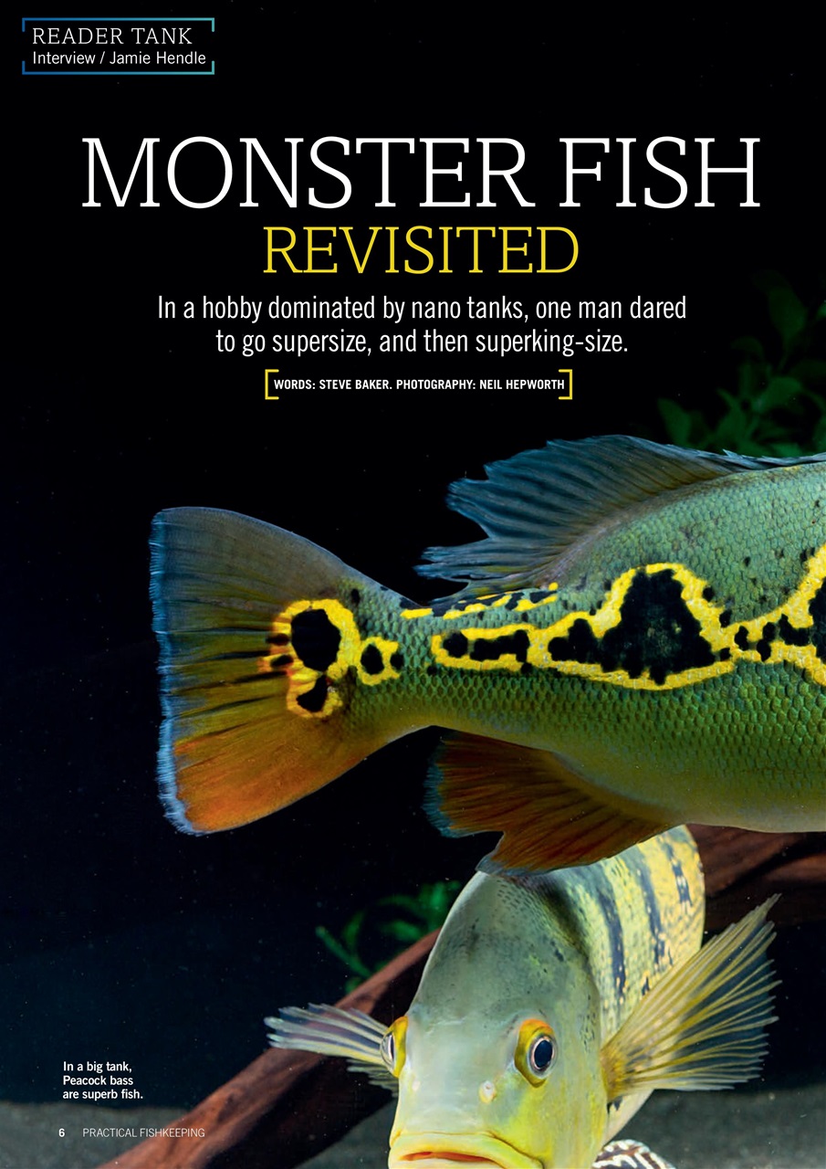 Practical Fishkeeping Preview Pages