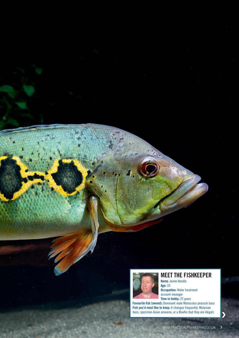 Practical Fishkeeping Preview Pages