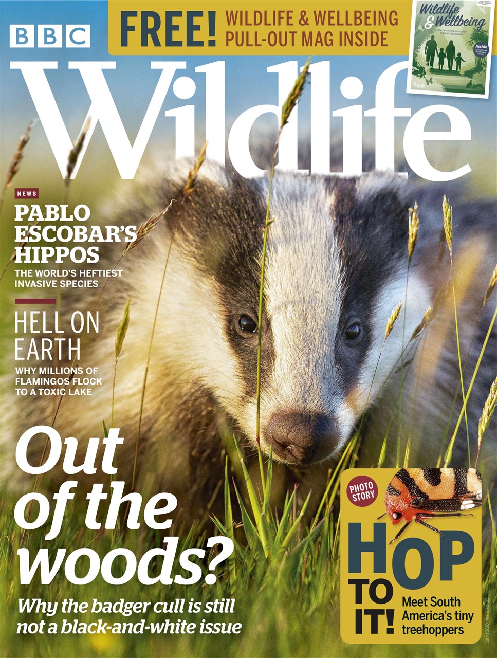 BBC Wildlife Magazine Preview Pages
