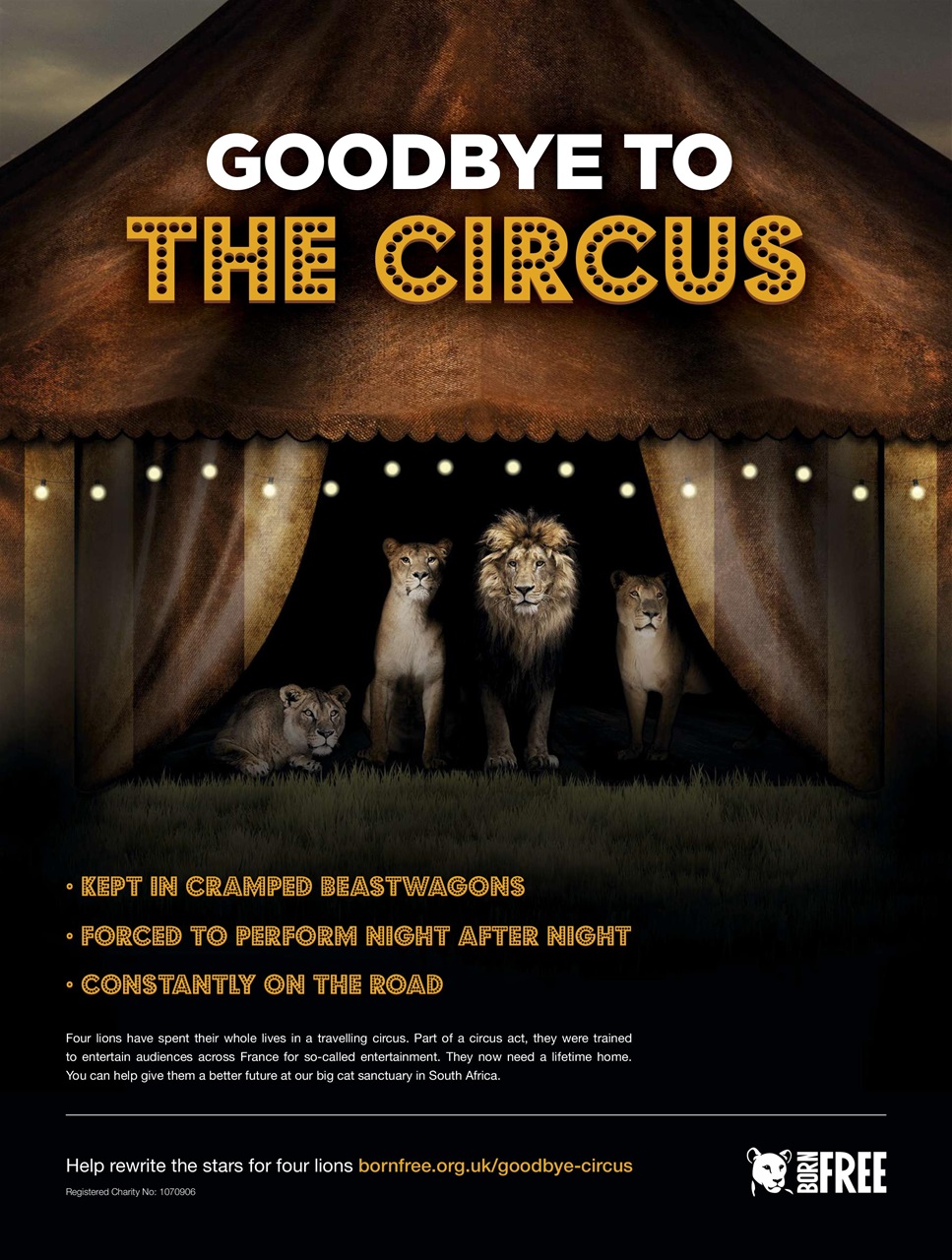 BBC Wildlife Magazine Preview Pages