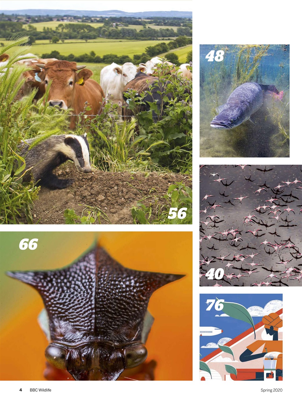 BBC Wildlife Magazine Preview Pages