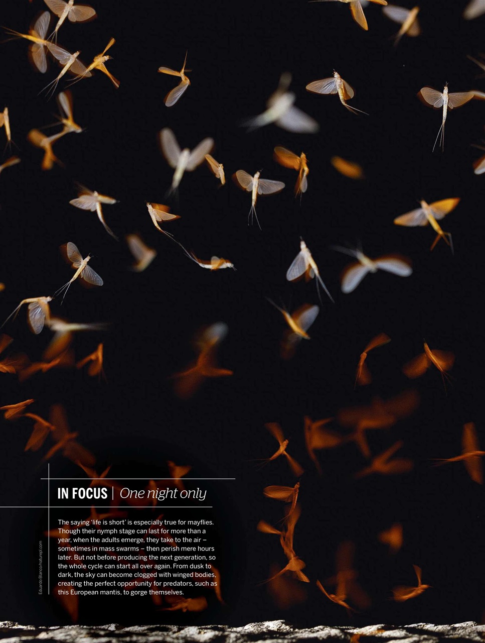 BBC Wildlife Magazine Preview Pages