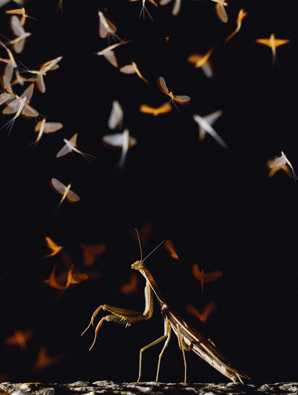 BBC Wildlife Magazine Preview Pages