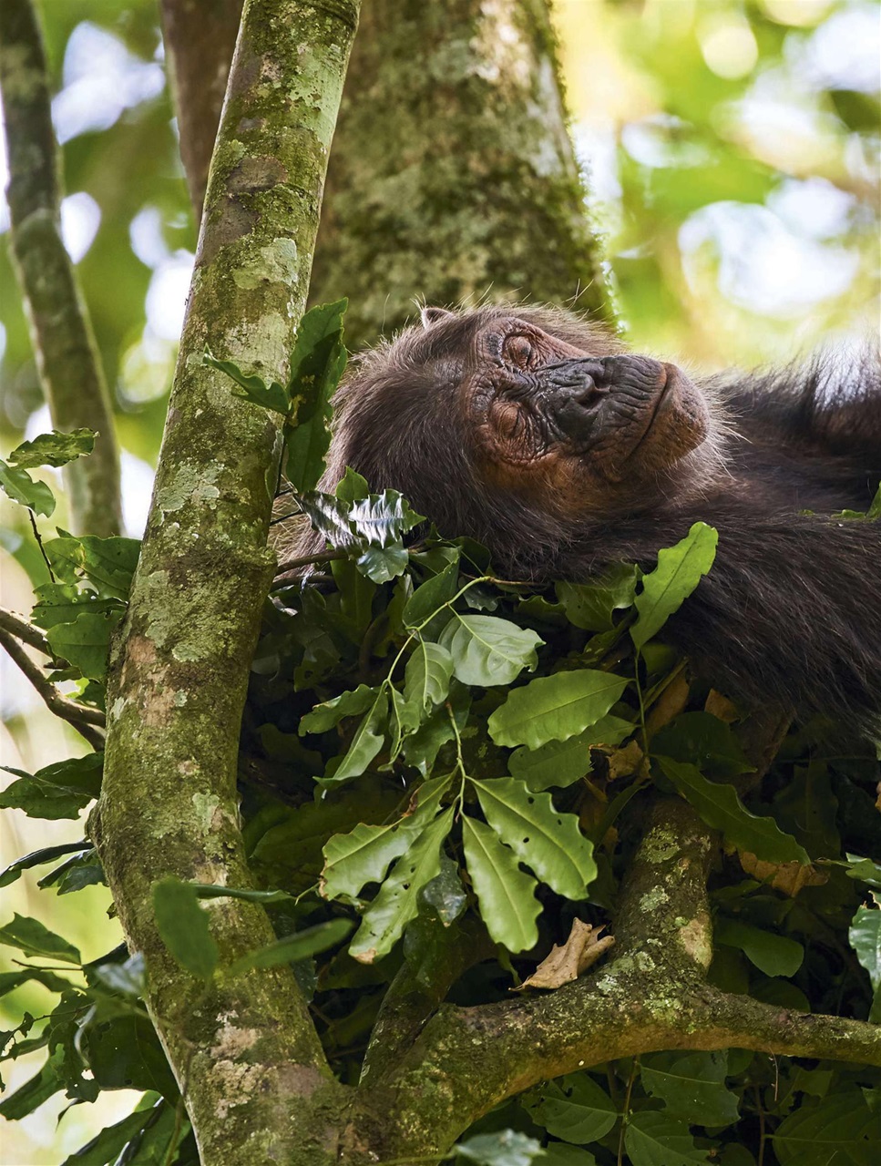 BBC Wildlife Magazine Preview Pages