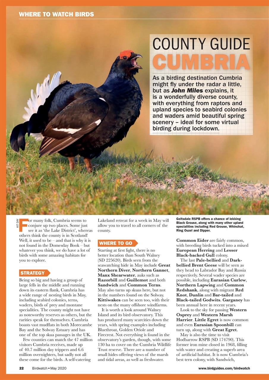 Birdwatch Magazine Preview Pages