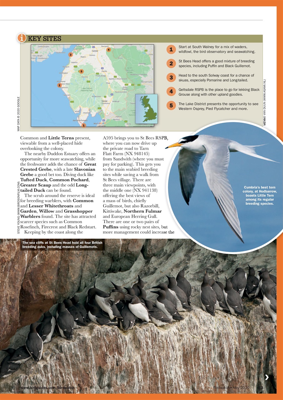 Birdwatch Magazine Preview Pages