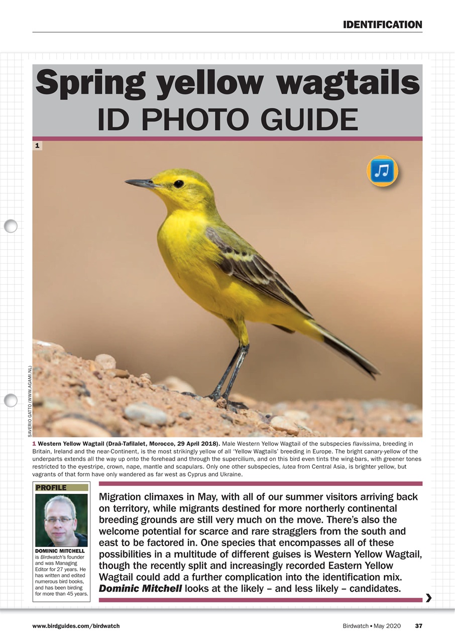Birdwatch Magazine Preview Pages