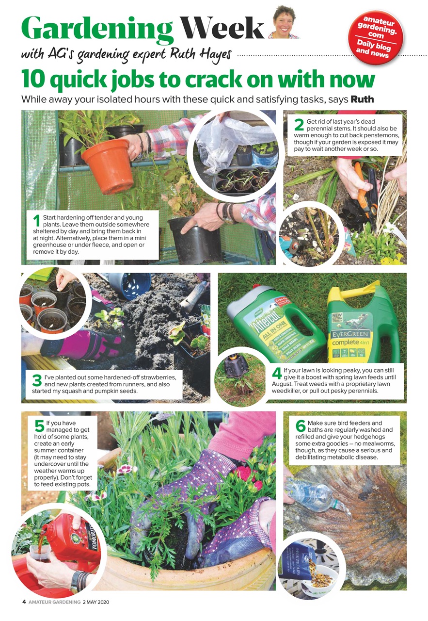 Amateur Gardening Preview Pages