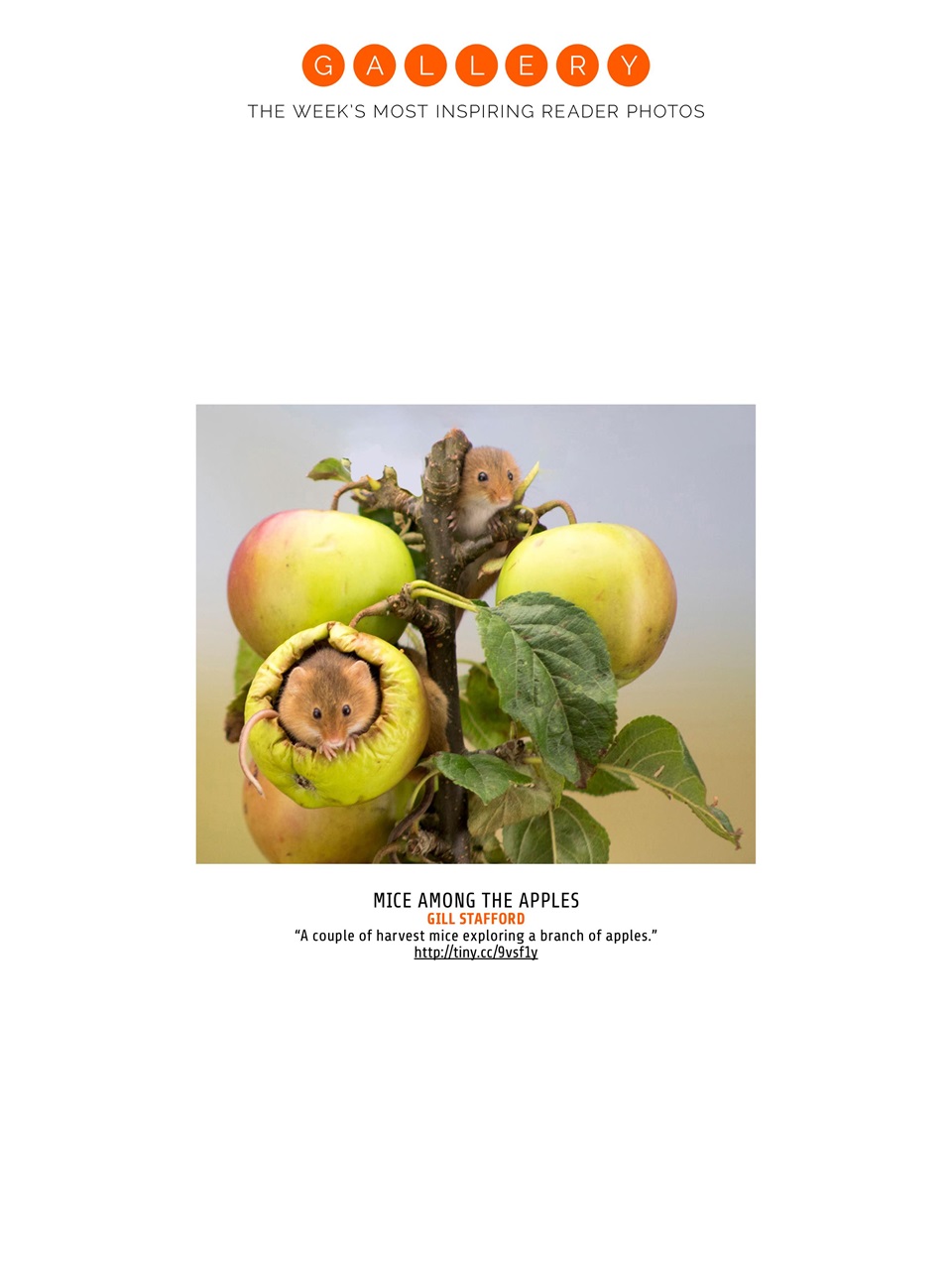 Photography Week Preview Pages