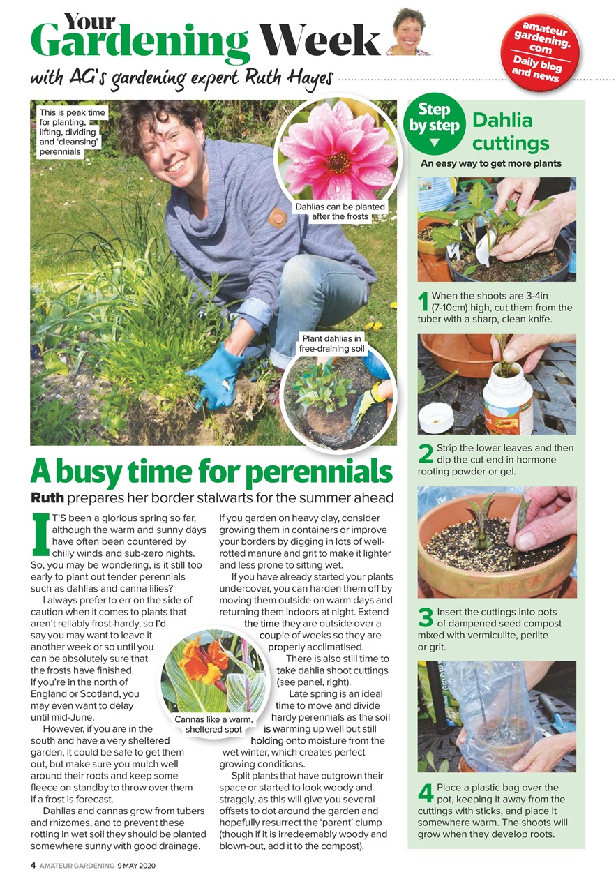 Amateur Gardening Preview Pages
