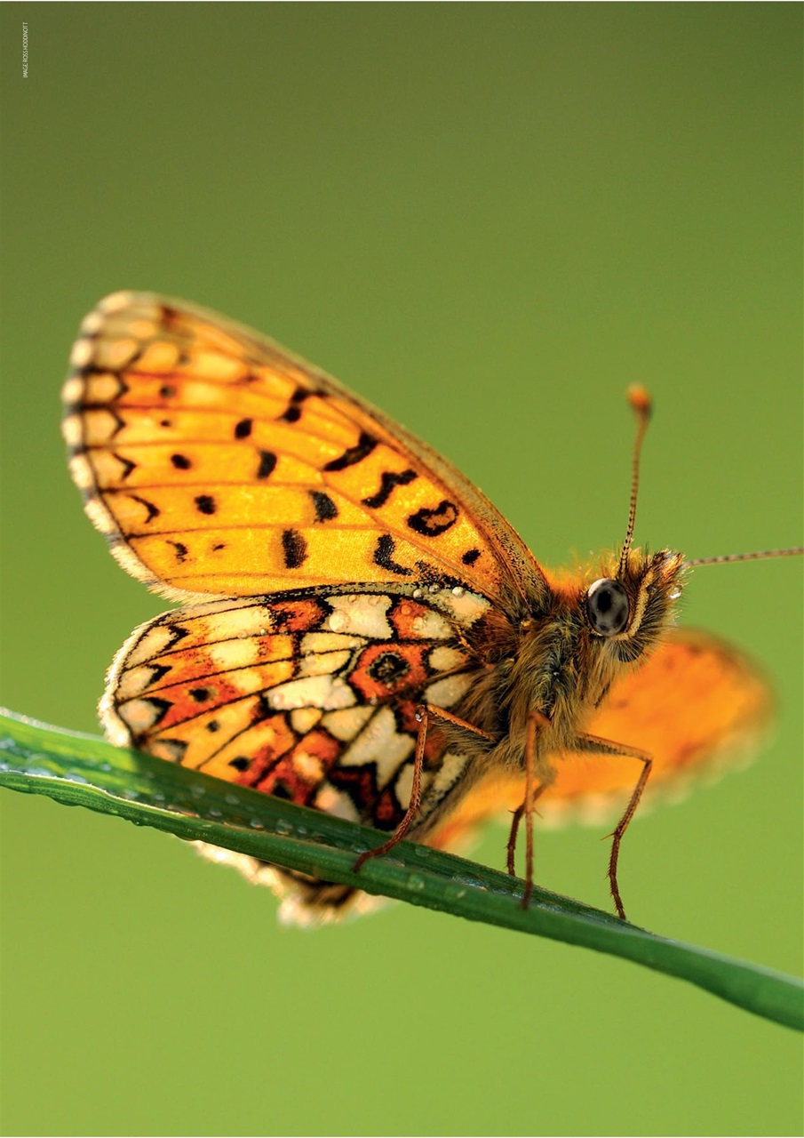 Digital SLR Photography Preview Pages