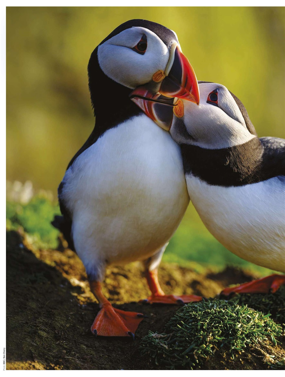 BBC Countryfile Magazine Preview Pages