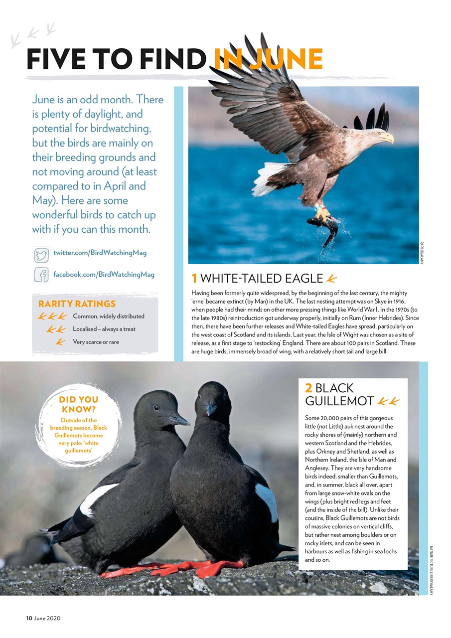 Bird Watching Preview Pages