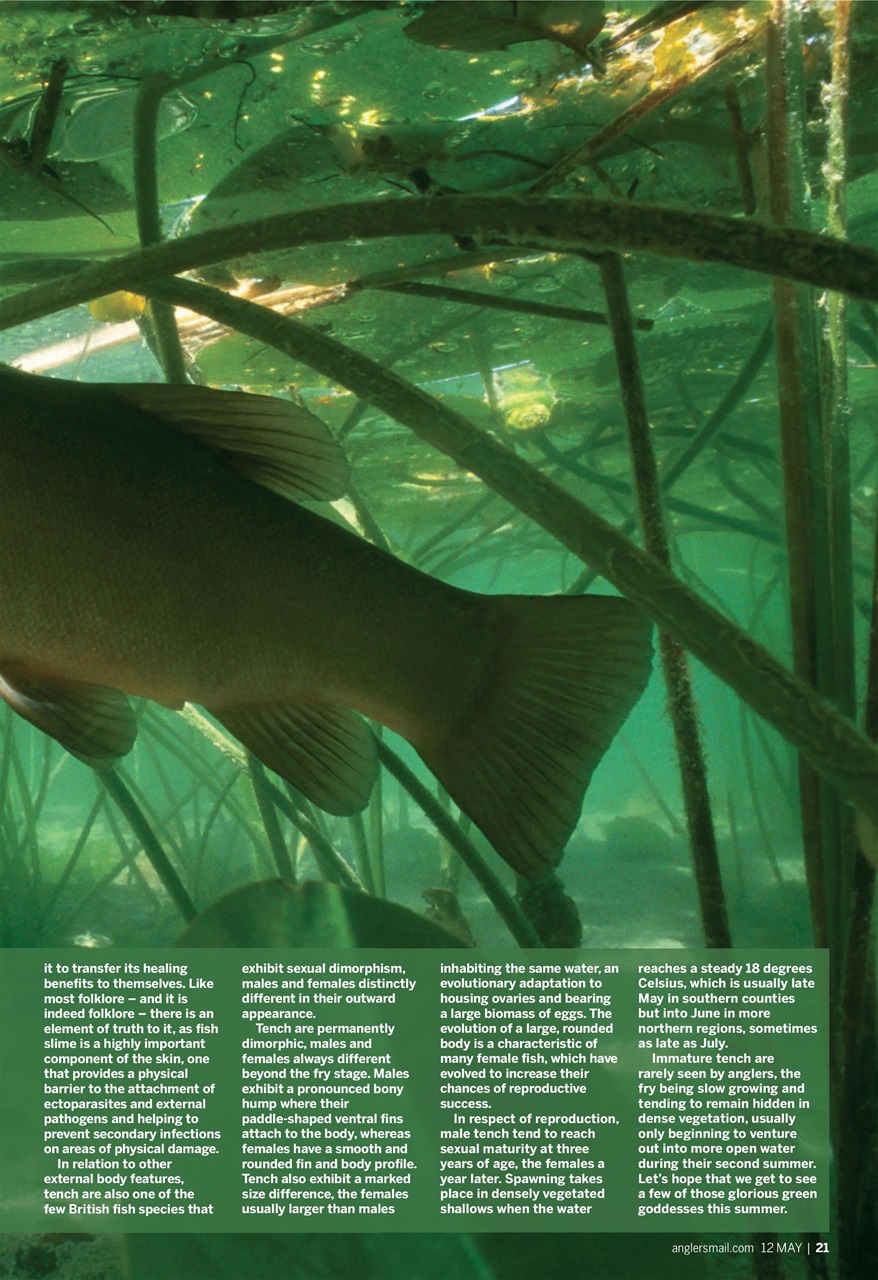 Anglers Mail Preview Pages