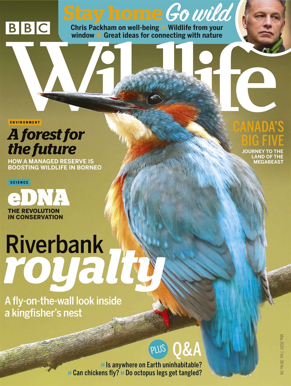BBC Wildlife Magazine Preview Pages